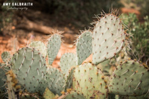 prickly pear cactus
