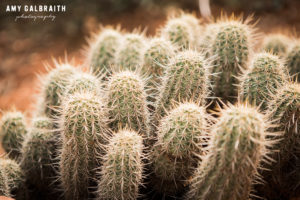 cactus spines
