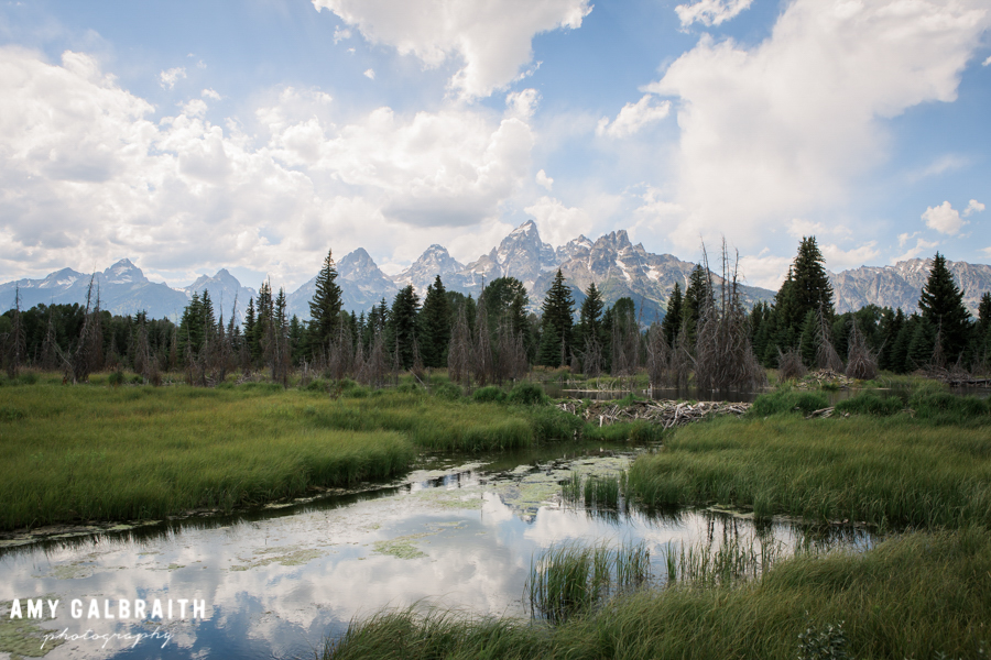 view of the tetons from schwabacher's landing