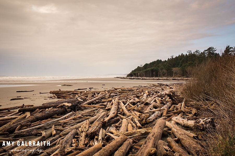 logs washed up on the shore near Kalaloch Lodge