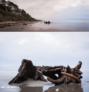 large driftwood near on kalaloch beach in olympic national park