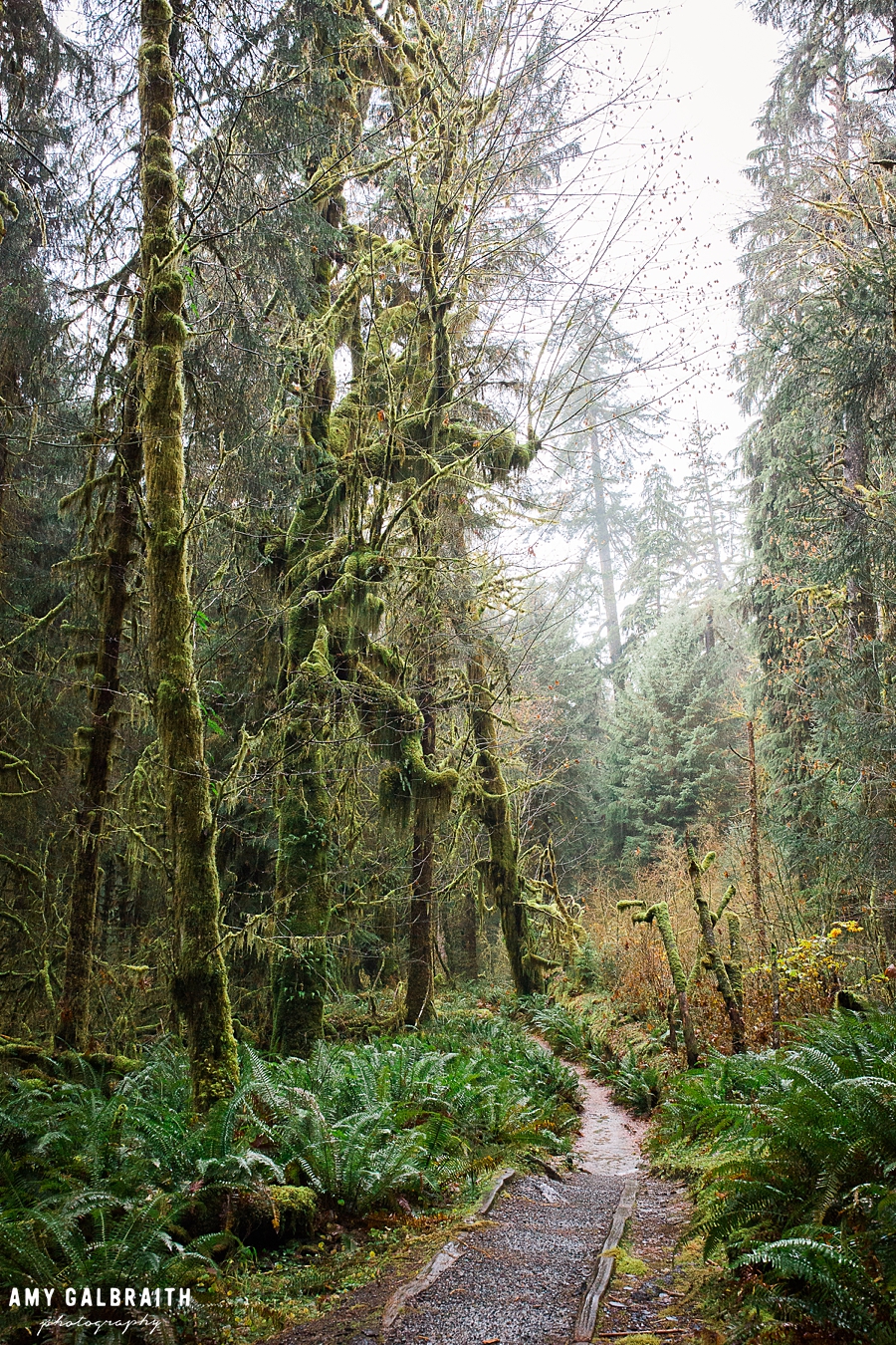 views while hiking on the hoh river trail