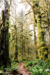 the hoh river trail in olympic national park