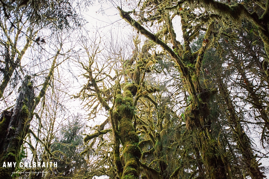 mossy trees in the hoh rainforest in olympic national park