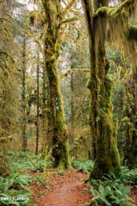trail views from the hoh river trail in olympic national park