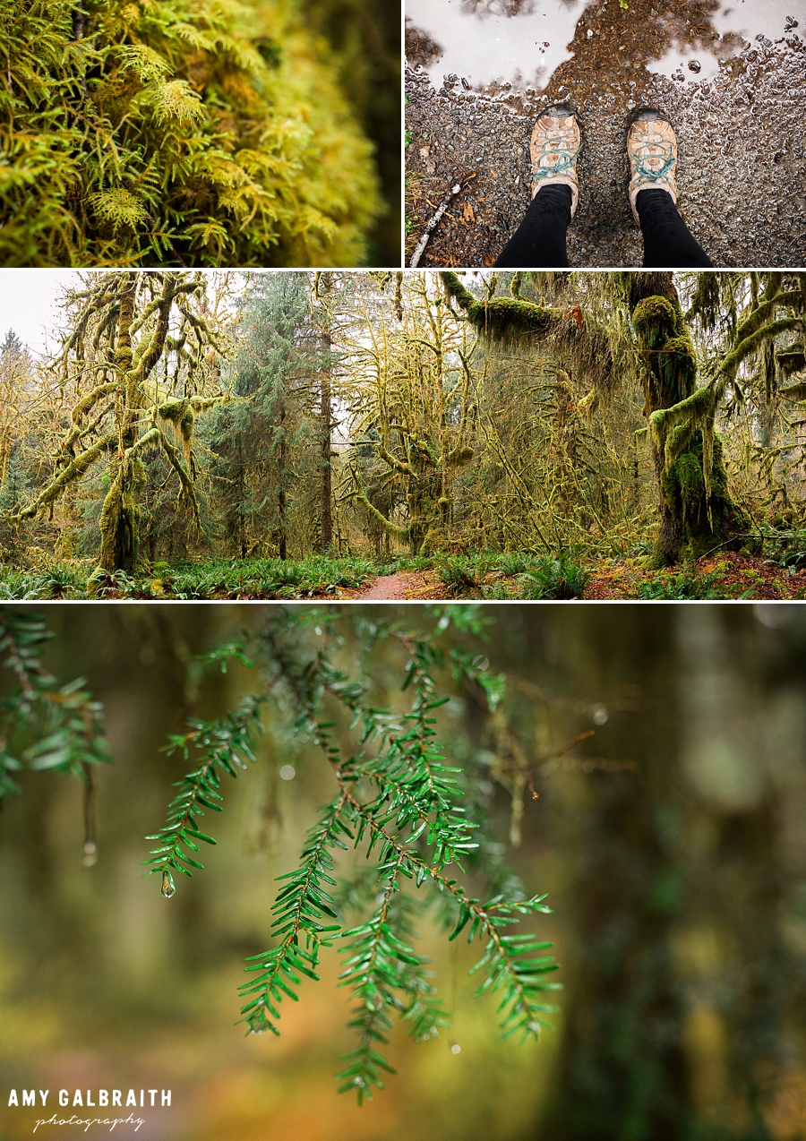 mossy views in the hoh rainforest