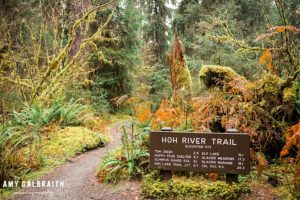 hoh river trailhead in olympic national park