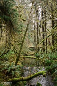 spruce nature trail steam in olympic national park
