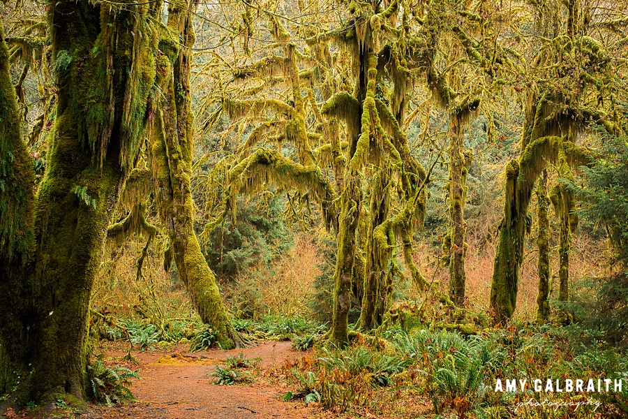 hall of mosses in olympic national park