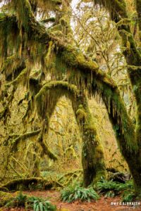 maple grove on the hall of mosses trail in olympic national park