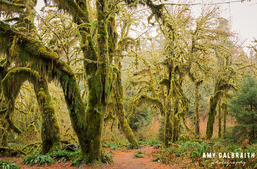 the hall of mosses trail in the hoh rainforest of olympic national park