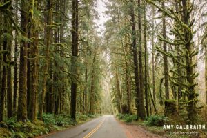 driving through the hoh rainforest in olympic national park
