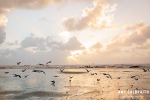 sea gulls on the beach at sunset in olympic national park