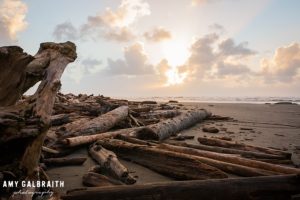 drift logs on kalaloch beach at olympic national park