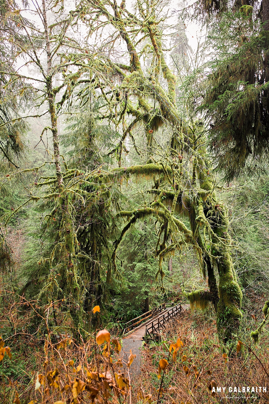 Falls Creek Loop trail in the Quinault Rainforest