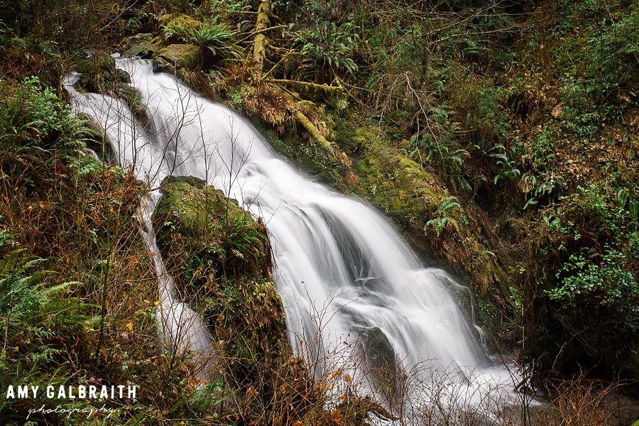 cascade falls in the quinault rainforest