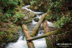 waterfall in the quinault rainforest