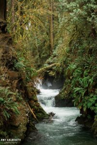 views along the cedar bog trail in the quinault rainforest