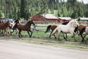horse run at turpin meadow ranch wedding