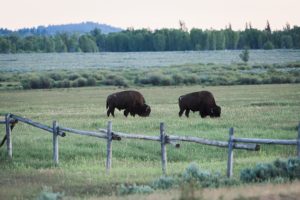 bison at dusk in jackson hole