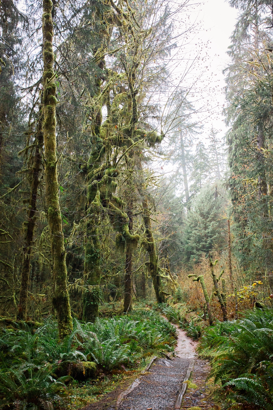 The Hoh Rainforest is one of the best places to elope in Washington state