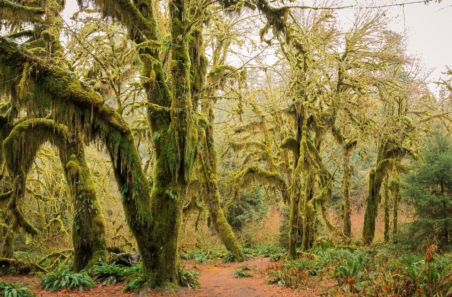 Mosses drape over towering trees on the Hall of Mosses Trail in the Hoh Rainforest of Washington in Olympic National Park