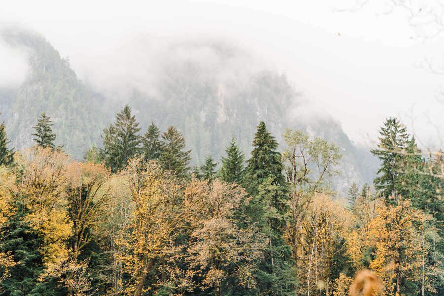 fog rolls into an autumn forest in the Washington Cascade Mountains